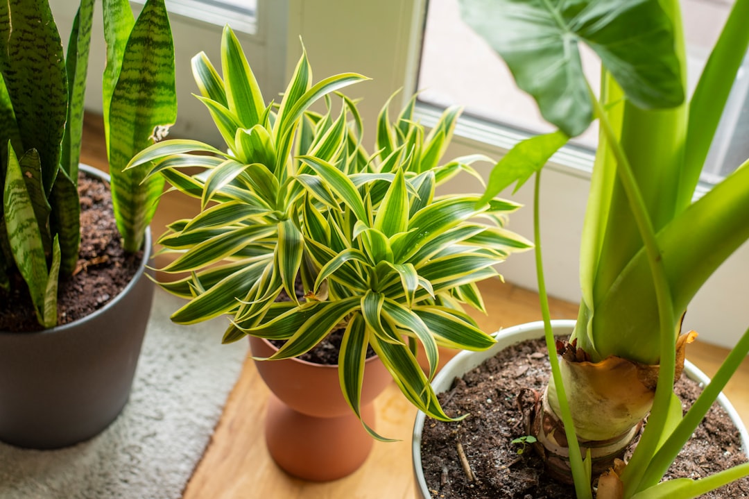 découvrez les meilleures plantes adaptées aux sols argileux. apprenez comment choisir des végétaux qui prospèrent dans des conditions de sol compact et humide, et profitez d'un jardin florissant même dans des terrains difficiles.