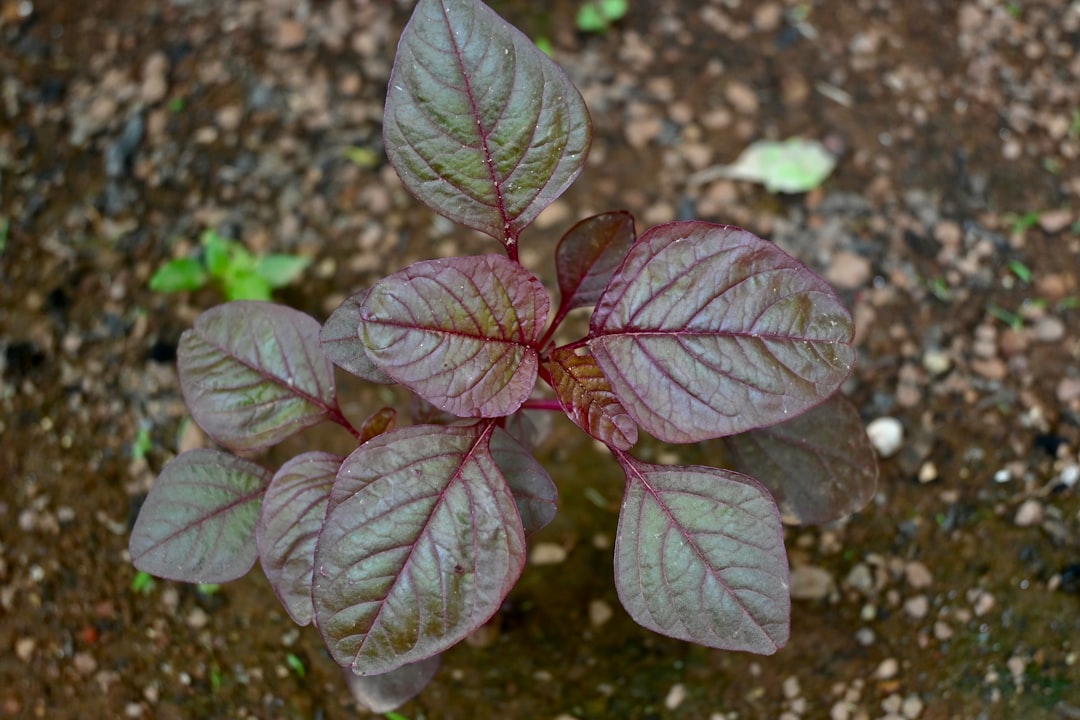 découvrez les plantes comestibles, leurs bienfaits nutritionnels et comment les intégrer dans votre alimentation quotidienne. apprenez à identifier et utiliser ces trésors de la nature pour enrichir vos plats tout en vous reconnectant à la biodiversité.