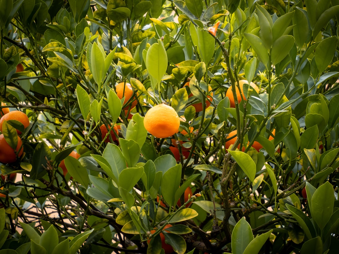 découvrez l'univers des arbres fruitiers, une exploration des variétés, de la culture et des bienfaits des fruits frais. apprenez à planter, entretenir et récolter vos propres arbres pour profiter d'une récolte délicieuse et naturelle.