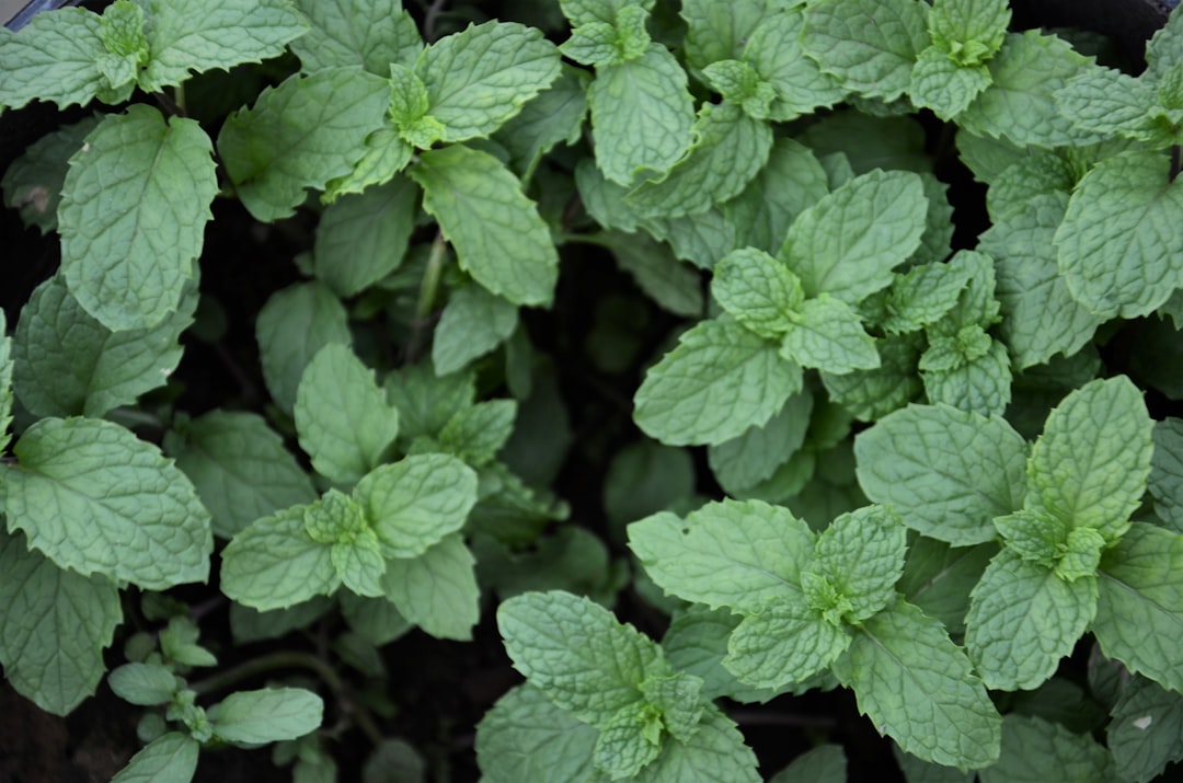 découvrez l'univers fascinant des herbes aromatiques : leur utilisation en cuisine, leurs bienfaits pour la santé et comment les cultiver chez vous. explorez les variétés populaires et apprenez à les intégrer dans vos plats pour rehausser les saveurs de vos repas.