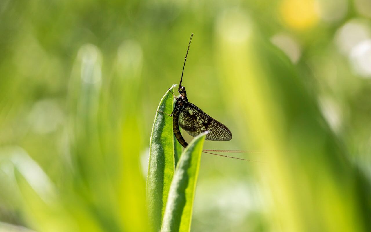 insectes nuisibles