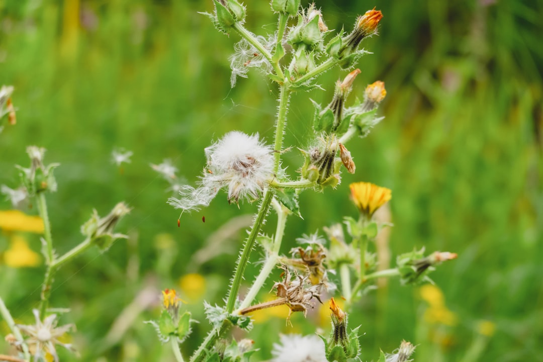 découvrez le monde fascinant des plantes vivaces (perennials), idéales pour embellir votre jardin tout au long de l'année. apprenez à choisir, cultiver et entretenir ces plantes durables qui apportent couleur et élégance à votre espace extérieur.