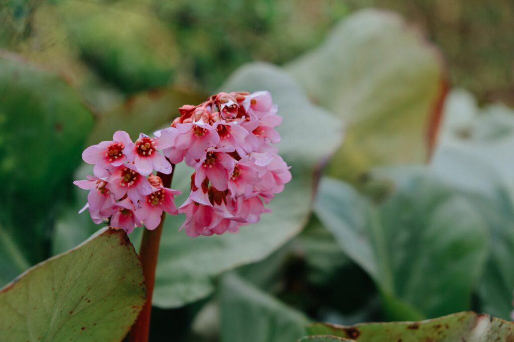 plantes résistantes à la sécheresse 