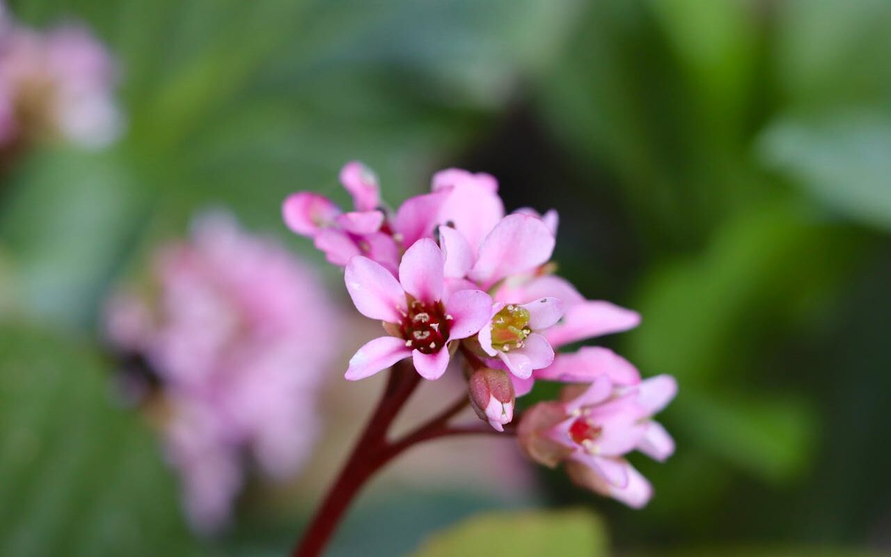 plantes résistantes à la sécheresse