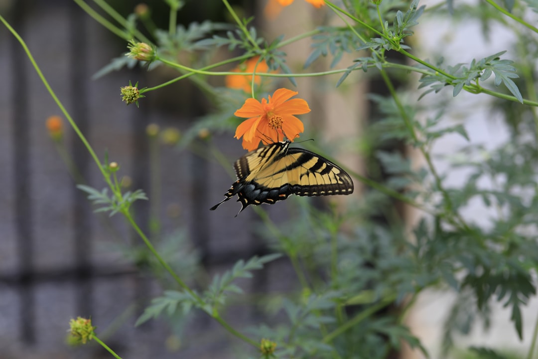 découvrez les plantes pollinatrices, essentielles pour attirer les abeilles, papillons et autres insectes bénéfiques dans votre jardin. apprenez à choisir les meilleures espèces pour favoriser la biodiversité et soutenir la pollinisation, tout en embellissant votre espace extérieur.