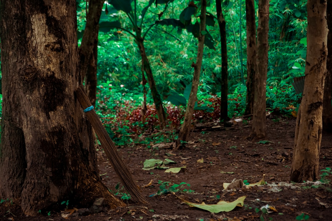 découvrez l'harmonie et la beauté d'un jardin tropical, un espace enchanteur où la nature s'épanouit dans toute sa splendeur. plantes exotiques, fleurs colorées et atmosphère apaisante vous attendent pour une expérience immersive au cœur de la biodiversité.