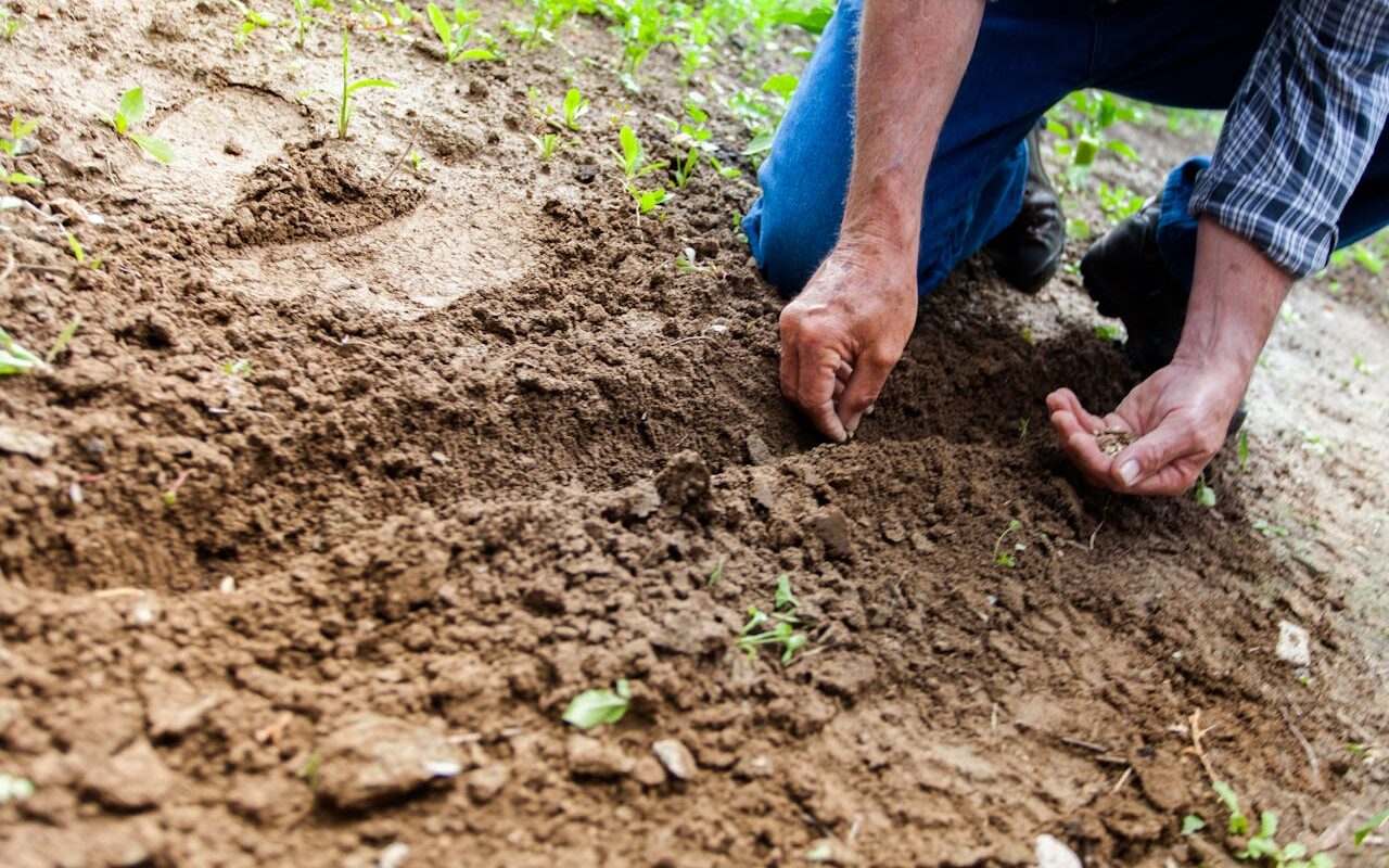 un potager